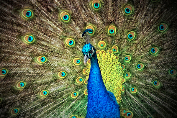 Essay on Peacock in English