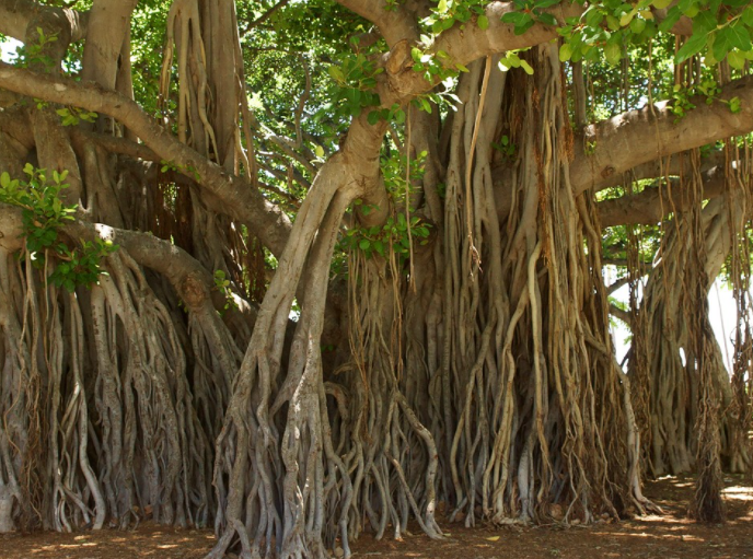 National Tree of India - Banyan Tree