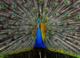 Indian National Bird - Peacock