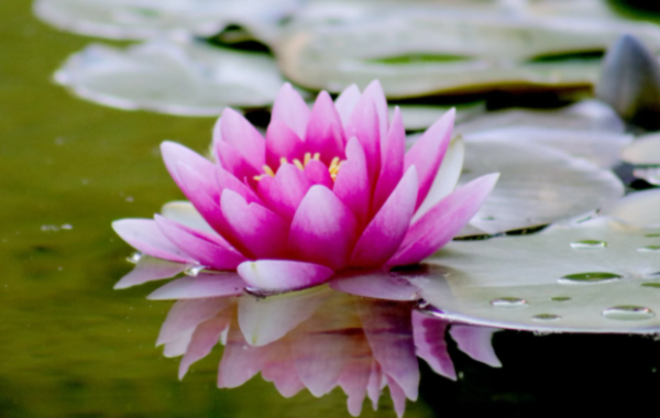 national-flower-of-india-facts-about-lotus-the-study-cafe