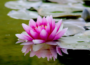 National Flower of India (Lotus)