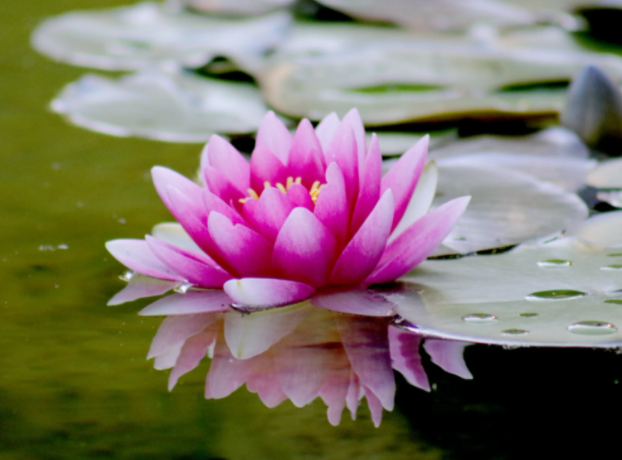 national-flower-of-india-essay-lotus-the-national-flower-of-india