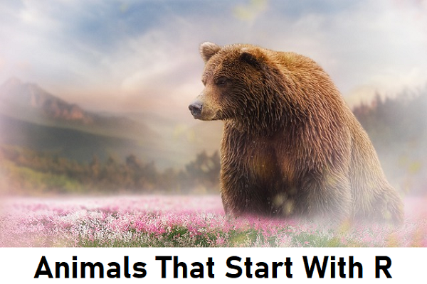 Animals that start with R