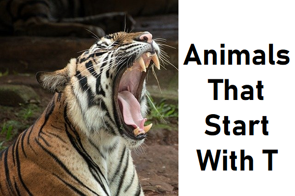 animals that start with t