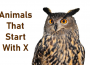 Animals That Start With X