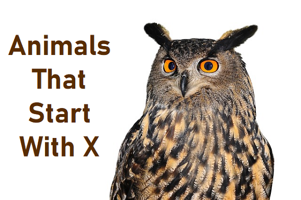 Animals That Start With X - The Study Cafe