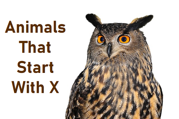 Animals That Start With X