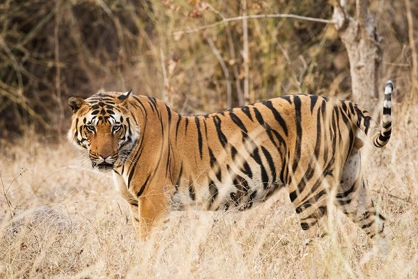 "Tiger" - The National Animal of India