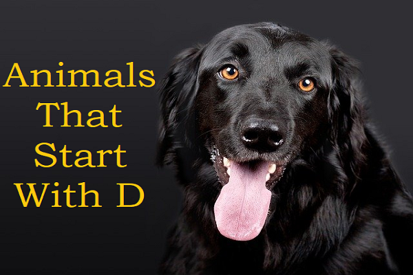 Animals that start with D