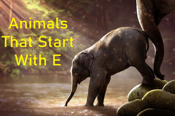 Animals That Start With E