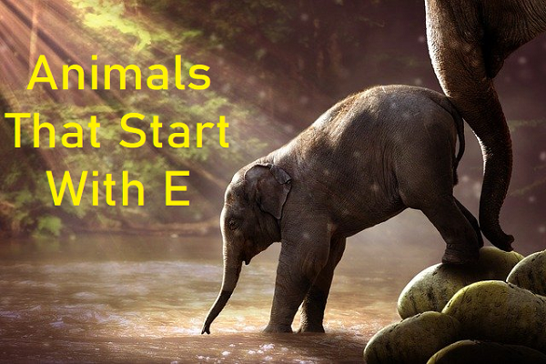 Animals that start with E - The Study Cafe