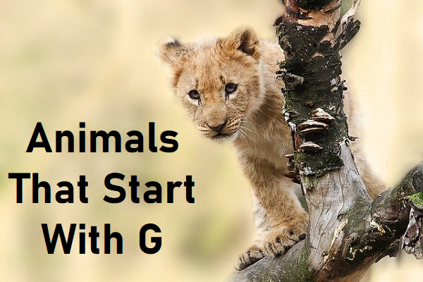 Animals that start with G - The Study Cafe