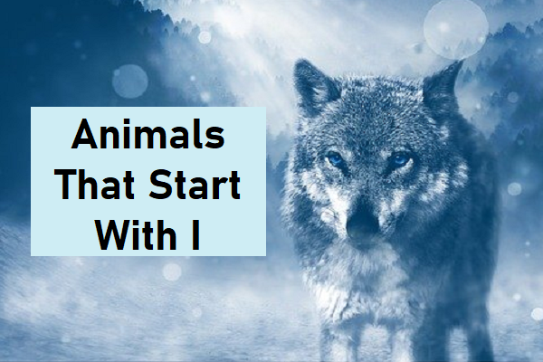 Animals That Start With I - The Study Cafe