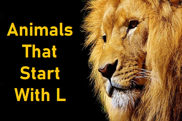 Animals that Start with L - The Study Cafe