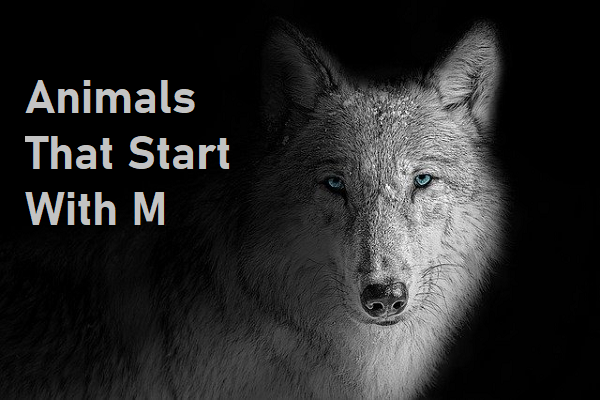 Animals That Start With M