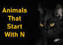 Animals That Start With N