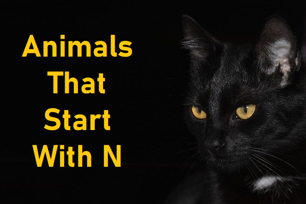 Animals That Start With N - The Study Cafe